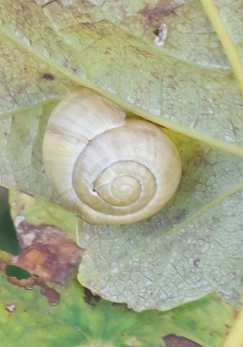 Cepaea