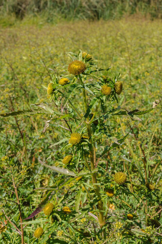 Greater Bur-marigold