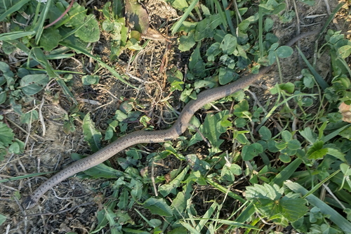 Smooth Snake