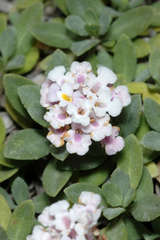 Phyla nodiflora minor