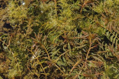 Opposite-leaved Pondweed