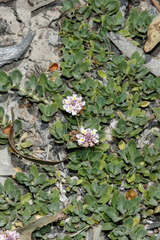 Phyla nodiflora minor