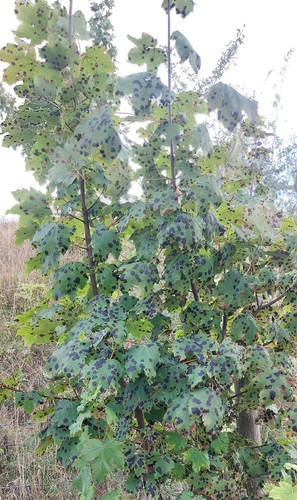 Black Tar Spot