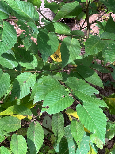 Betula lenta