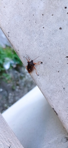 Forest Bug