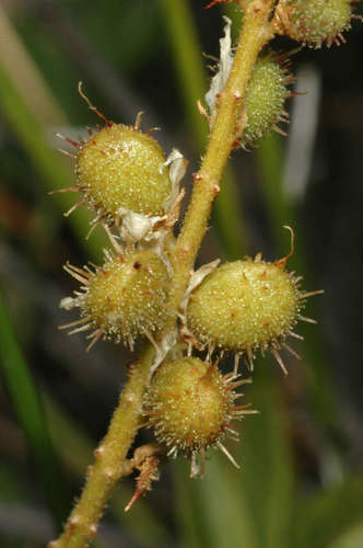 Image of Native Liquorice (Glycyrrhiza acanthocarpa) by (c) Chris Lindorff, some rights reserved (CC BY)