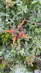 Salvia aurea