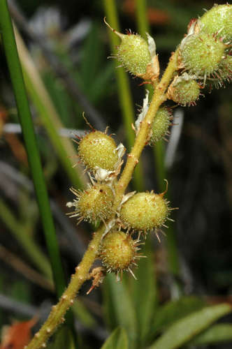 Image of Glycyrrhiza acanthocarpa by (c) Chris Lindorff, some rights reserved (CC BY)