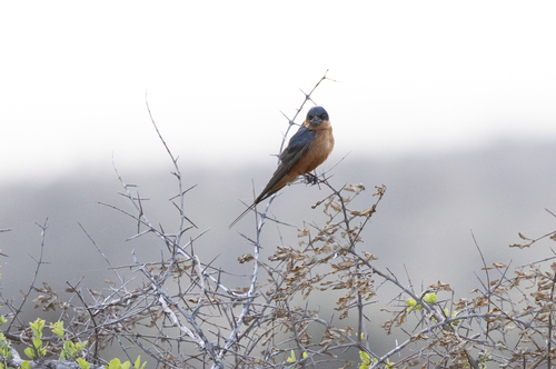 iNaturalist image