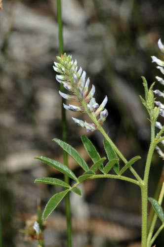 Image of Native Liquorice (Glycyrrhiza acanthocarpa) by (c) Chris Lindorff, some rights reserved (CC BY)