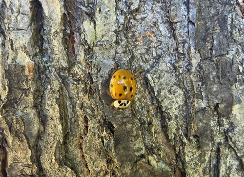 Asian Lady Beetle