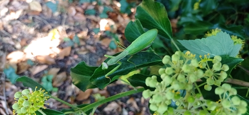 European Mantis