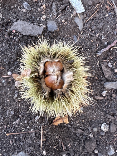 Sweet Chestnut