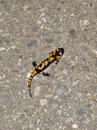 Fire Salamander