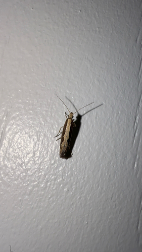 Diamondback Moth