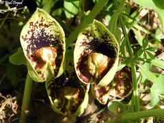 Aristolochia paecilantha