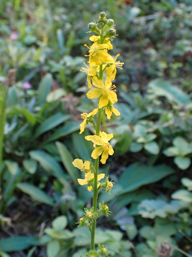 common agrimony
