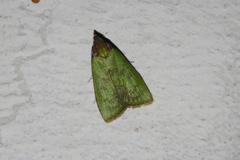 Doloessa viridis