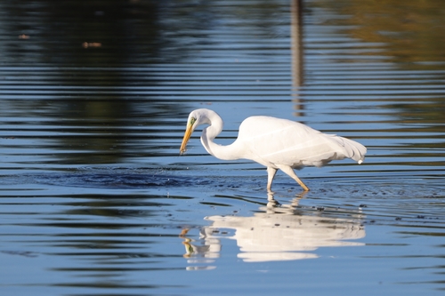 Great Egret