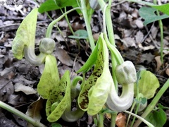 Aristolochia paecilantha