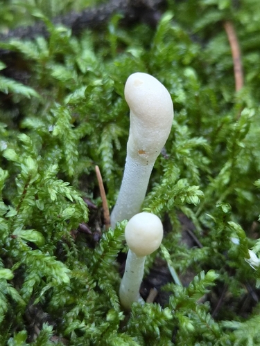 Trichoderma leucopus