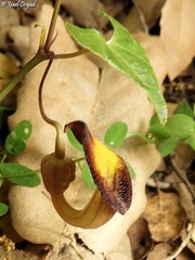 Aristolochia sempervirens