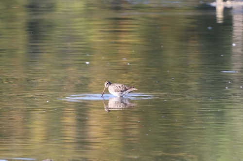 Common Snipe