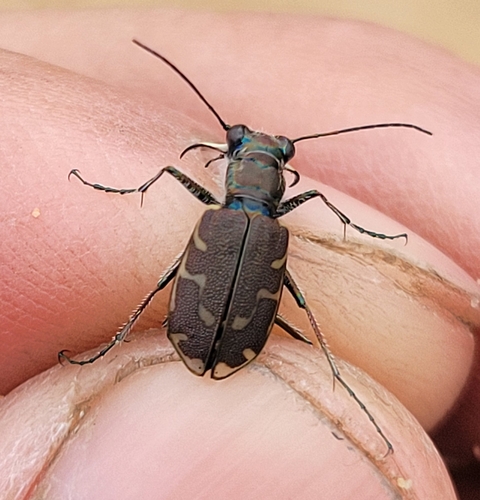 Cicindela repanda repanda