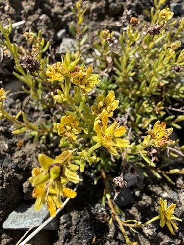 Saxifraga aizoides, photograph 2