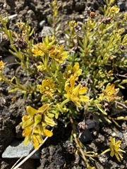 Saxifraga aizoides, photograph (c) Matt Berger, some rights reserved (CC BY)