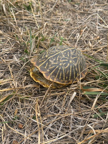 Ornate Box Turtle