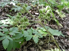 Lecokia cretica