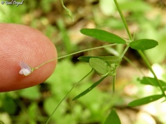Vicia lenticula