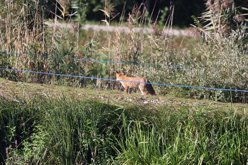 Red Fox