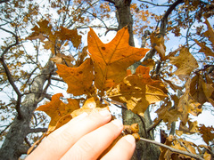 Quercus × brittonii