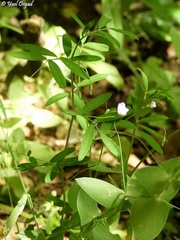 Vicia lenticula
