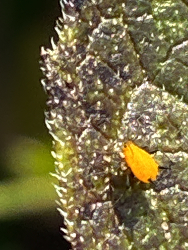 Oleander Aphid