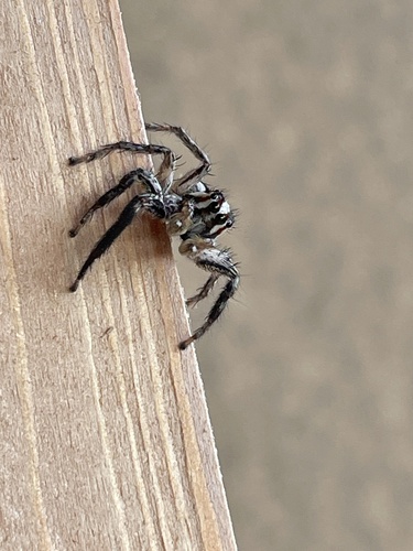 Pantropical Jumping Spider