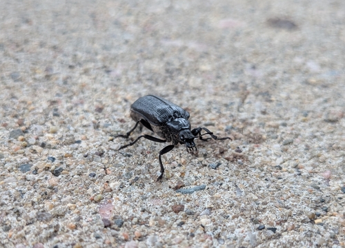 Cedar Beetle