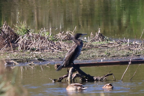 Great Cormorant