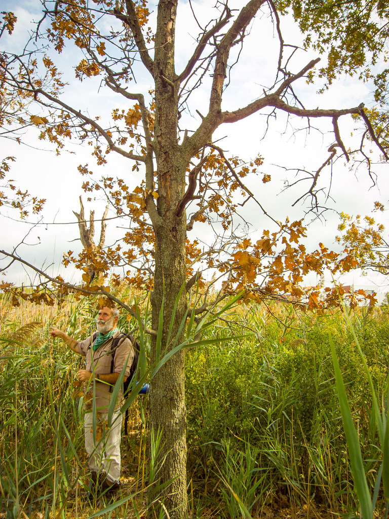 Britton's Oak