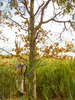 Britton's Oak - Photo (c) Erik Danielsen, some rights reserved (CC BY-NC), uploaded by Erik Danielsen