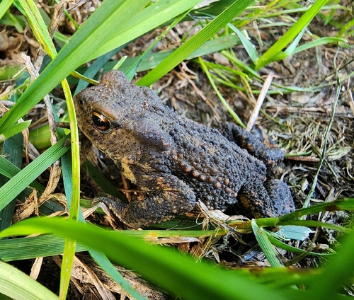 European Toad