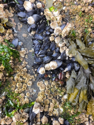 Northern Bay Mussel