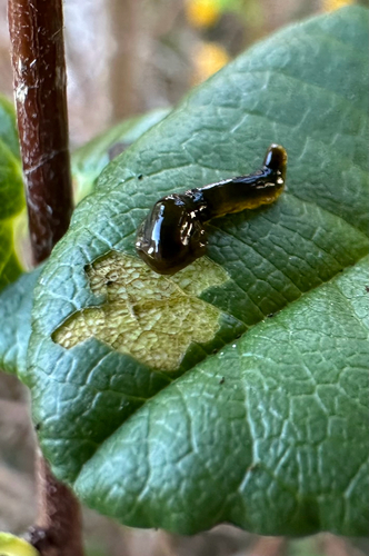 Cherry Slug Sawfly