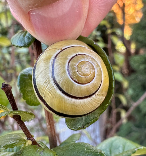 Brown-lipped Snail