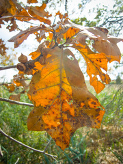 Quercus × brittonii