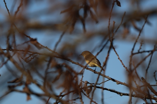 Common Chiffchaff
