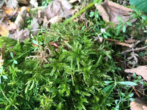 Tree Climacium Moss