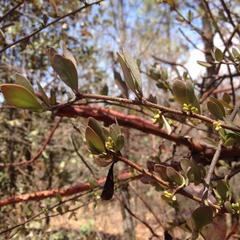Phoradendron bolleanum